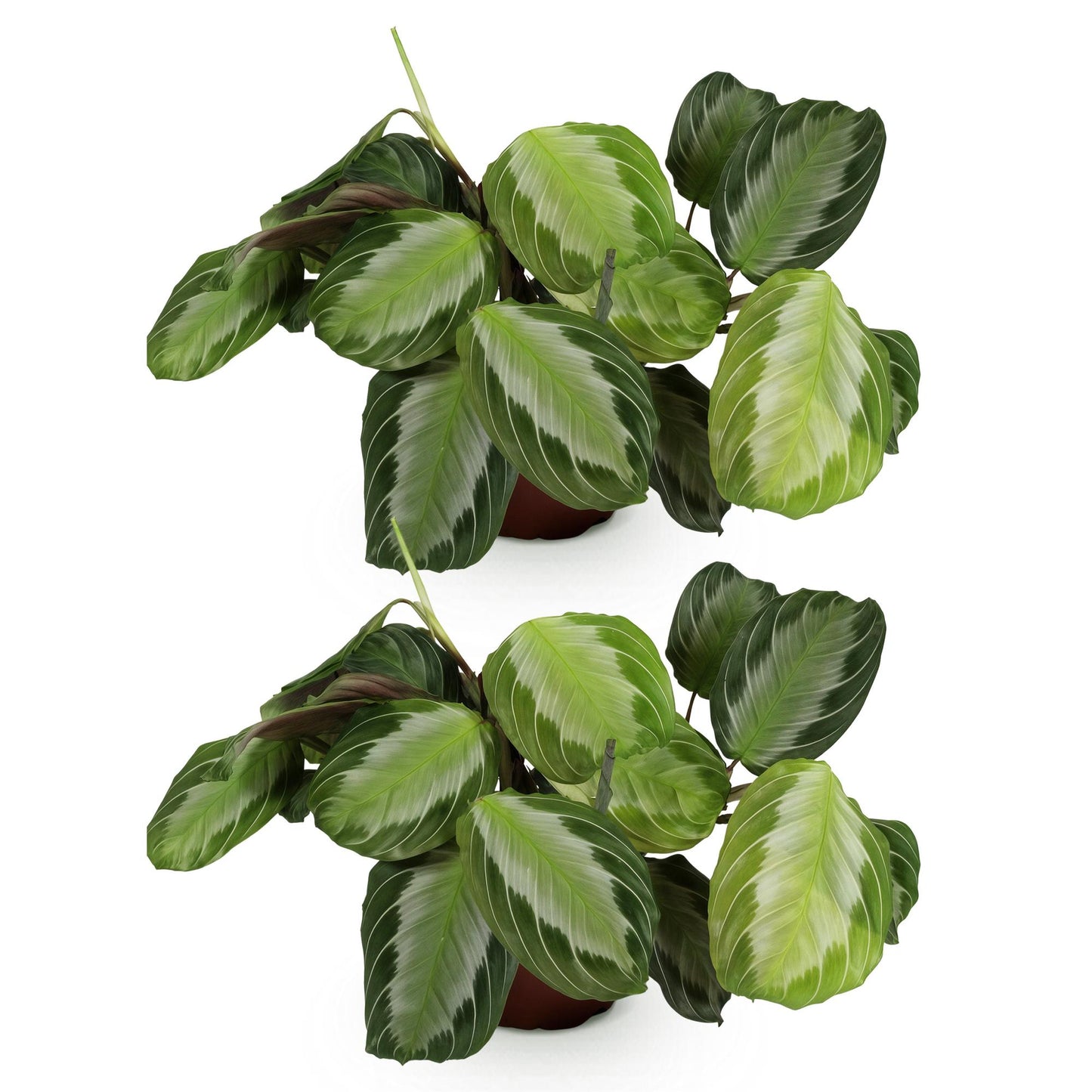 Deux Maranta Fascinator Silverband dans un pot Panier en pot de 12cm, sur fond blanc