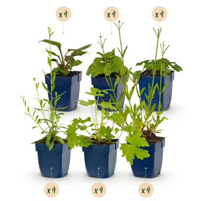 Plantes vivaces: Pack pour massif de 6 plantes différentes de 15-25cm de haut en pots de 11cm sur fond blanc.