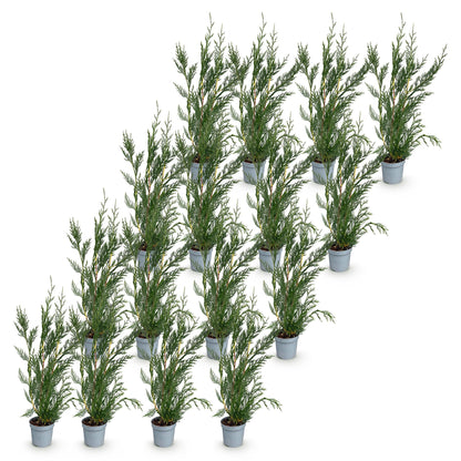 Leylandii : 15 jeunes plants en pot, feuillage vert dense, disposés en quinconce sur un fond blanc pur, prêts à être plantés.