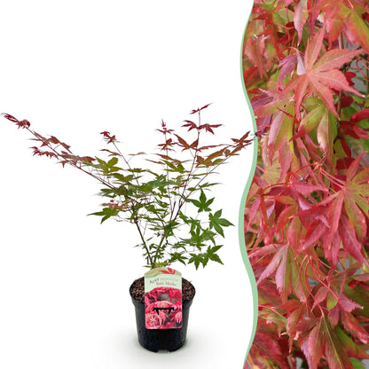 Érable japonais Acer palmatum Beni Maiko en pot sur fond blanc, avec en arrière-plan un gros plan de son feuillage rouge et vert.