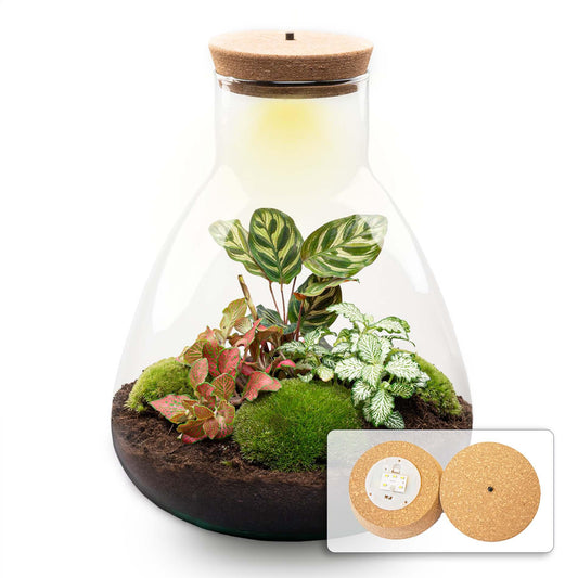 Luminous Calathea and Fittonia terrarium kit, Erlenmeyer flask with LED stopper, 30 cm high