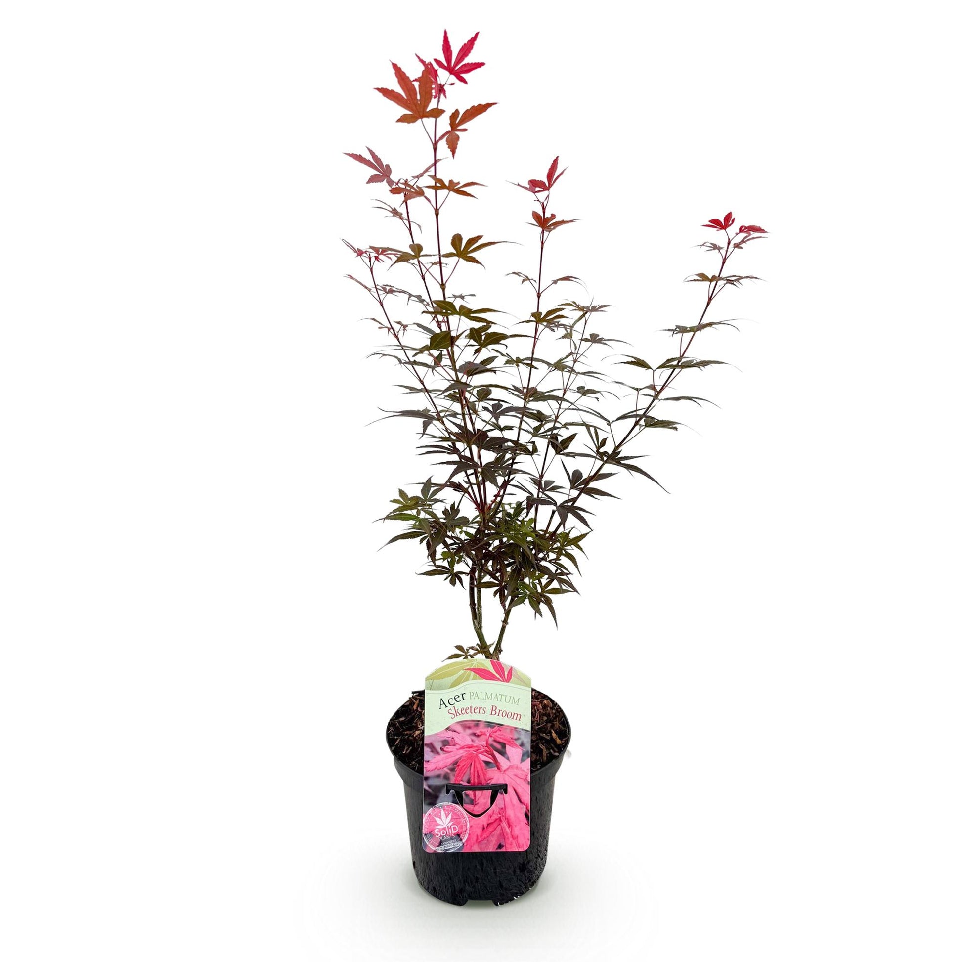 Acer palmatum 'Skeeters Broom', érable japonais aux feuilles violettes et rouges, livré en pot de 19cm, isolé sur fond blanc.