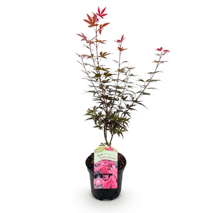 Acer palmatum 'Skeeters Broom', érable japonais aux feuilles violettes et rouges, livré en pot de 19cm, isolé sur fond blanc.