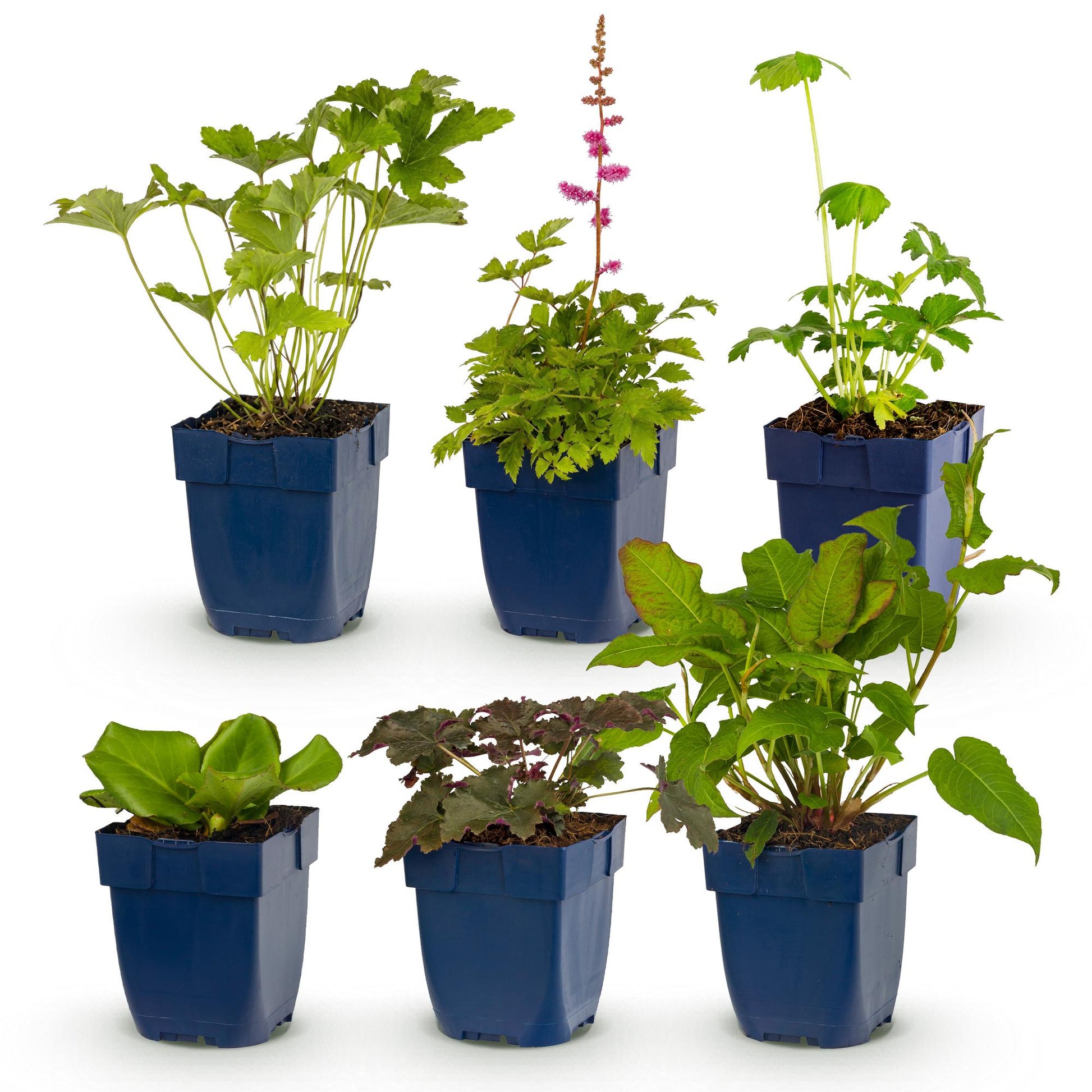 Plantes vivaces : lot de six plants en pot de différentes variétés pour massif d'ombre, présentant des feuillages variés et une fleur rose. 