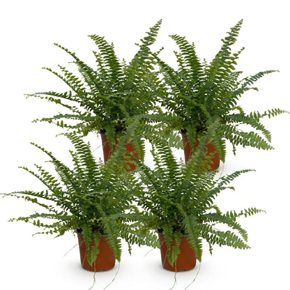 Quatre fougères Nephrolepsis exaltata Green Lady avec des frondes vertes luxuriantes et des pots de culture marron