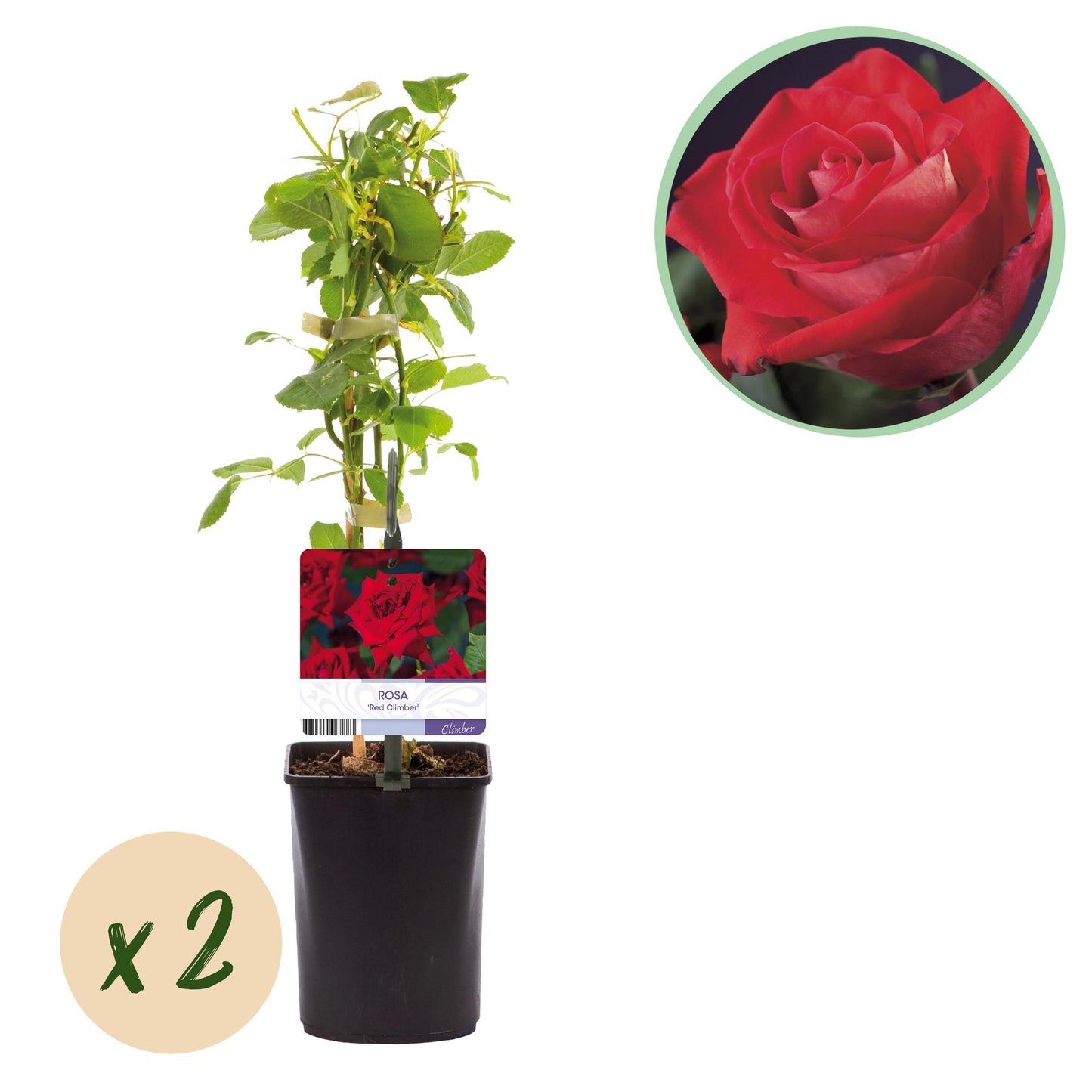 Rosa grimpante Red Climber, plant en pot avec son étiquette et pastille x2. Un gros plan de sa fleur rouge est affiché en haut à droite.