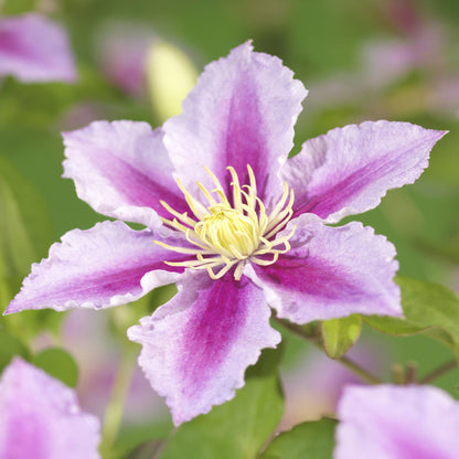 Clématite Piilu, fleur mauve avec un cœur fuchsia et jaune, vue en gros plan sur un fond vert flou.