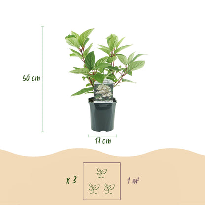 Hortensia en Panicule Wims Red : infographie montrant un plant en pot avec sa hauteur de 50 cm et son pot de 17 cm, ainsi qu'une recommandat