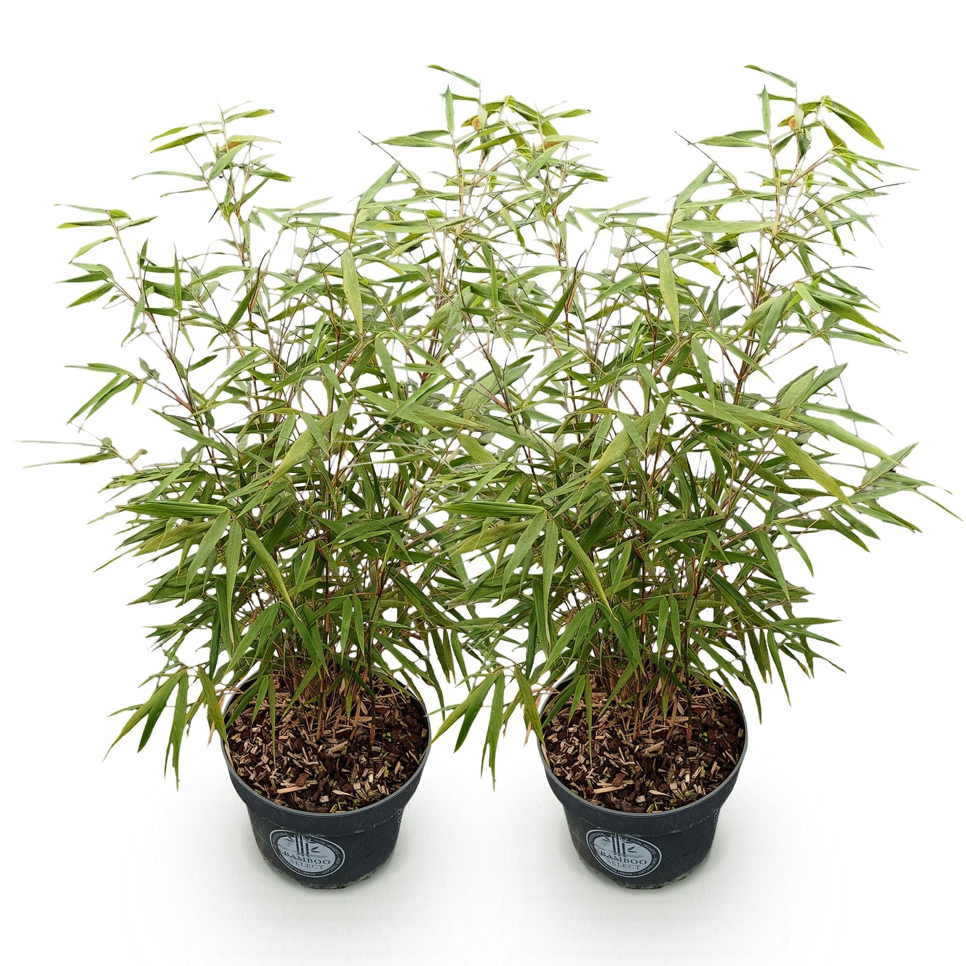 Fargesia scabrida Asian Wonder : deux plants de bambou non envahissant en pot sur fond blanc, feuillage vert dense et tiges fines.