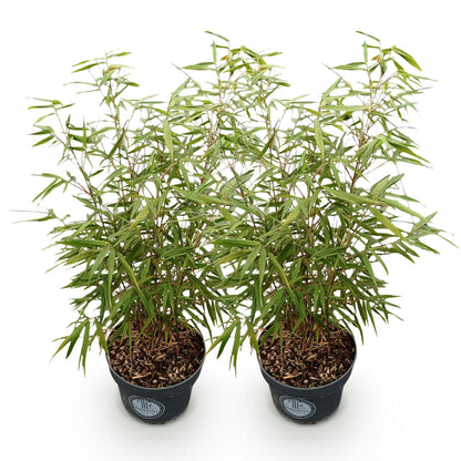 Fargesia scabrida Asian Wonder : deux plants de bambou non envahissant en pot sur fond blanc, feuillage vert dense et tiges fines.