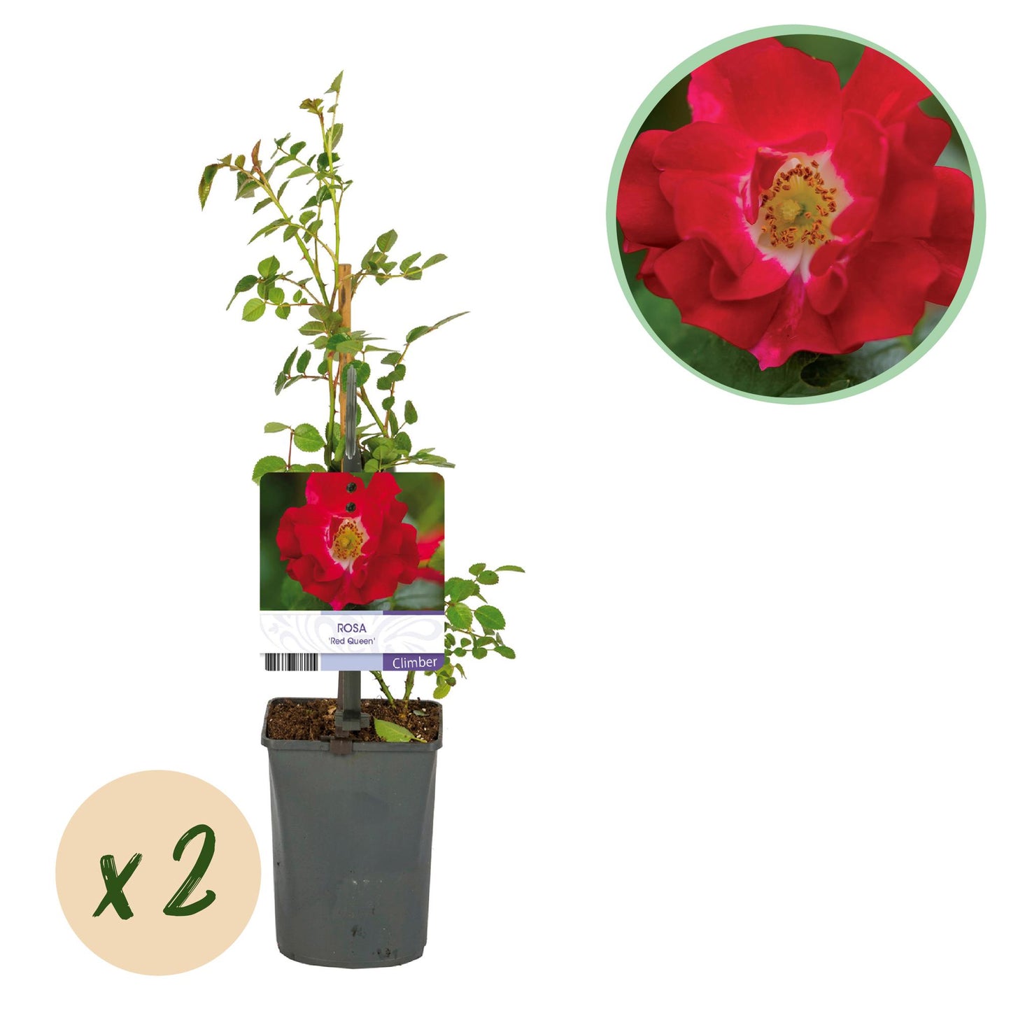 Rosier grimpant Rosa Red Queen, 2 plants en pot. Fleurs rouges éclatantes, peu d'entretien, idéal pour un jardin fleuri.