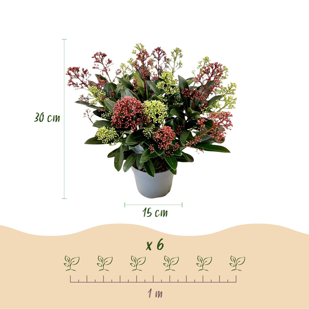 Dimensions Skimmia 'Festival' en pot de 15 cm