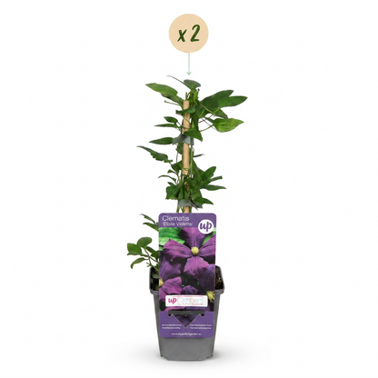 Clématite 'Étoile Violette' - lot de 2 plants, pot Ø9 cm