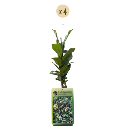 Jasmin étoilé (Trachelospermum jasminoides) - grimpante persistante parfumée