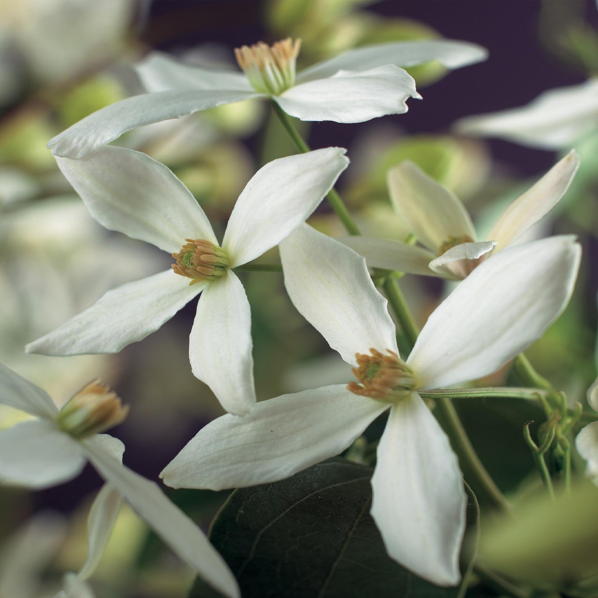 Clematis armandii, gros plan sur ses délicates fleurs blanches étoilées, avec leurs étamines dorées au centre, sur fond flou.