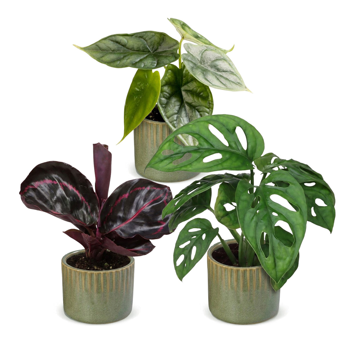 Bébés plantes tropicales en pot de 6 cm, 3 plantes, cache-pot vert olive