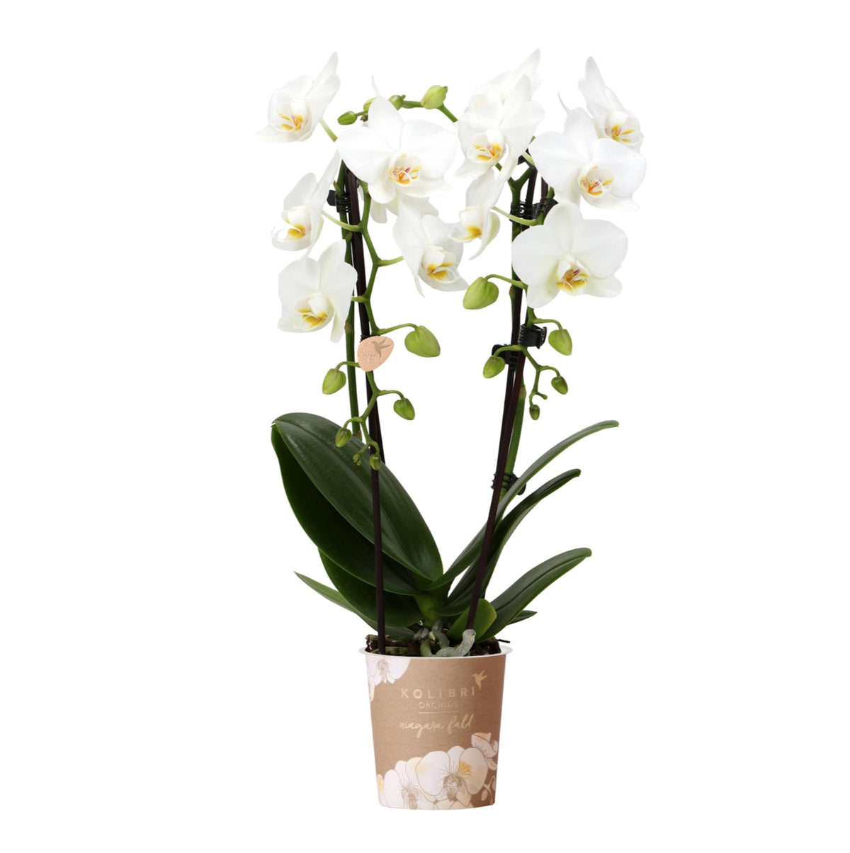 Orchidée Phalaenopsis blanche en pot