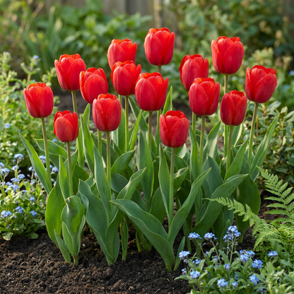 Massif de tulipes Triumph rouges en pleine floraison dans un jardin printanier, entourées de myosotis bleus.