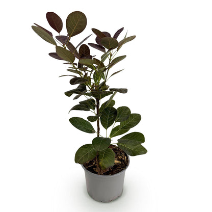 Cotinus coggyria Royal Purple. Gros plan d'une jeune plante en pot gris, avec des feuilles ovales aux nuances de vert foncé et de violet.