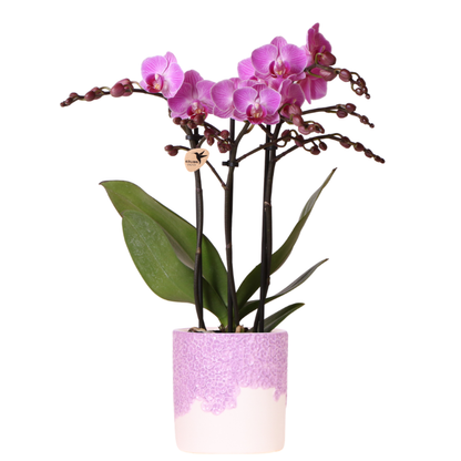 Orchidée Phalaenopsis violette avec cache-pot Céramique violette