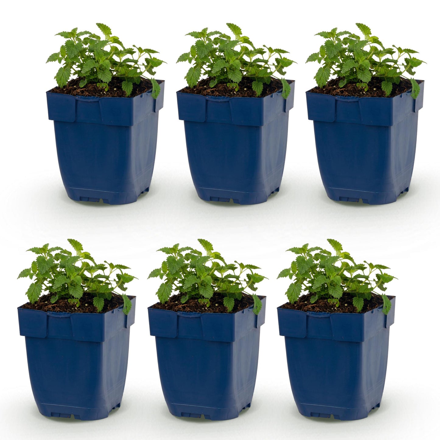 Nepeta faassenii Snowflake, six jeunes plants d'herbe à chat avec un feuillage vert frais, en pots bleus, alignés sur fond blanc. Idéal pour