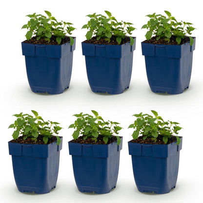Nepeta faassenii Snowflake, six jeunes plants d'herbe à chat avec un feuillage vert frais, en pots bleus, alignés sur fond blanc. Idéal pour