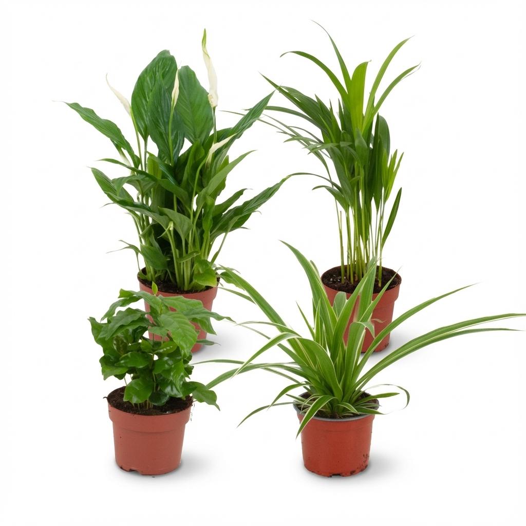 Lot de 4 plantes d'intérieur purifiantes variées en pot de 12 cm, dont Spathiphyllum et Dracaena