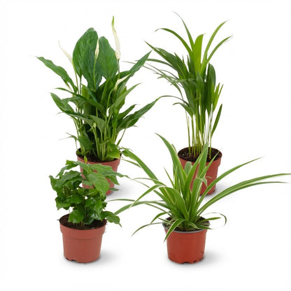 Lot de 4 plantes d'intérieur purifiantes variées en pot de 12 cm, dont Spathiphyllum et Dracaena