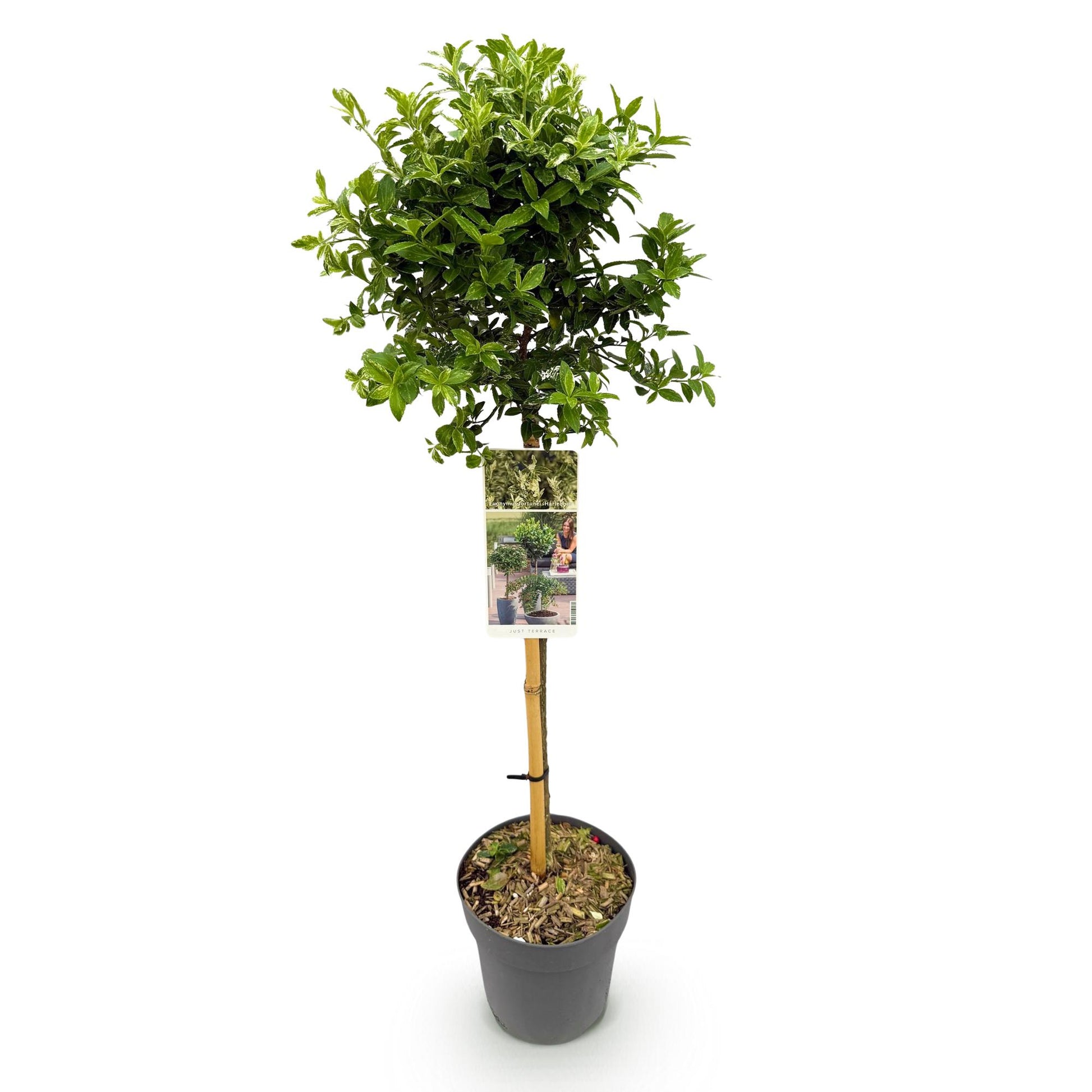 Euonymus fortunei Harlequin en pot de 19 cm et hauteur 90 cm sur fond blanc, idéal pour terrasse avec son feuillage vert-blanc persistant.