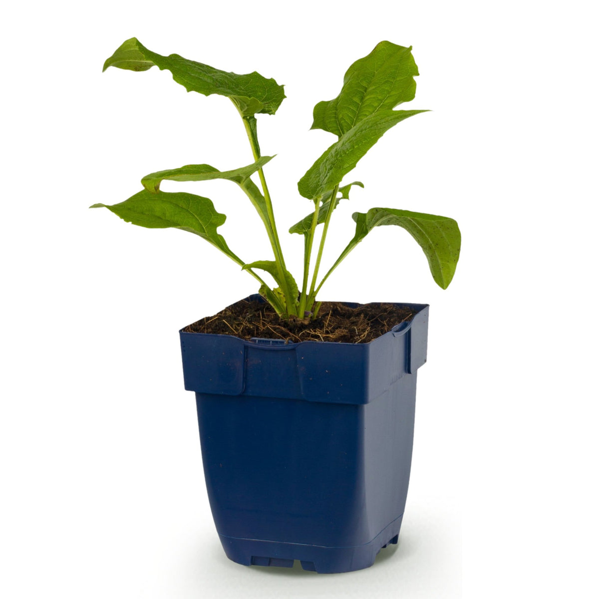 Échinacée 'Alba' (Echinacea purpurea) - vivace mellifère - Pot 11 cm - Hauteur 25 cm - 1 plant