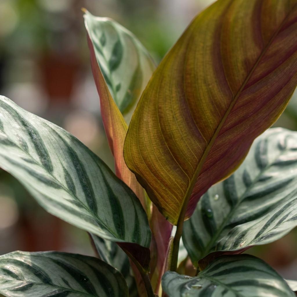 Gros plan sur les feuilles vertes rayées et le dessous bordeaux d'une Ctenanthe Burle-Marxii