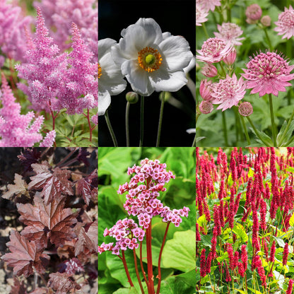 Plantes vivaces : collage de six photos de plantes pour massif d'ombre, incluant astilbe rose, anémone blanche, heuchère bordeaux, bergenia 
