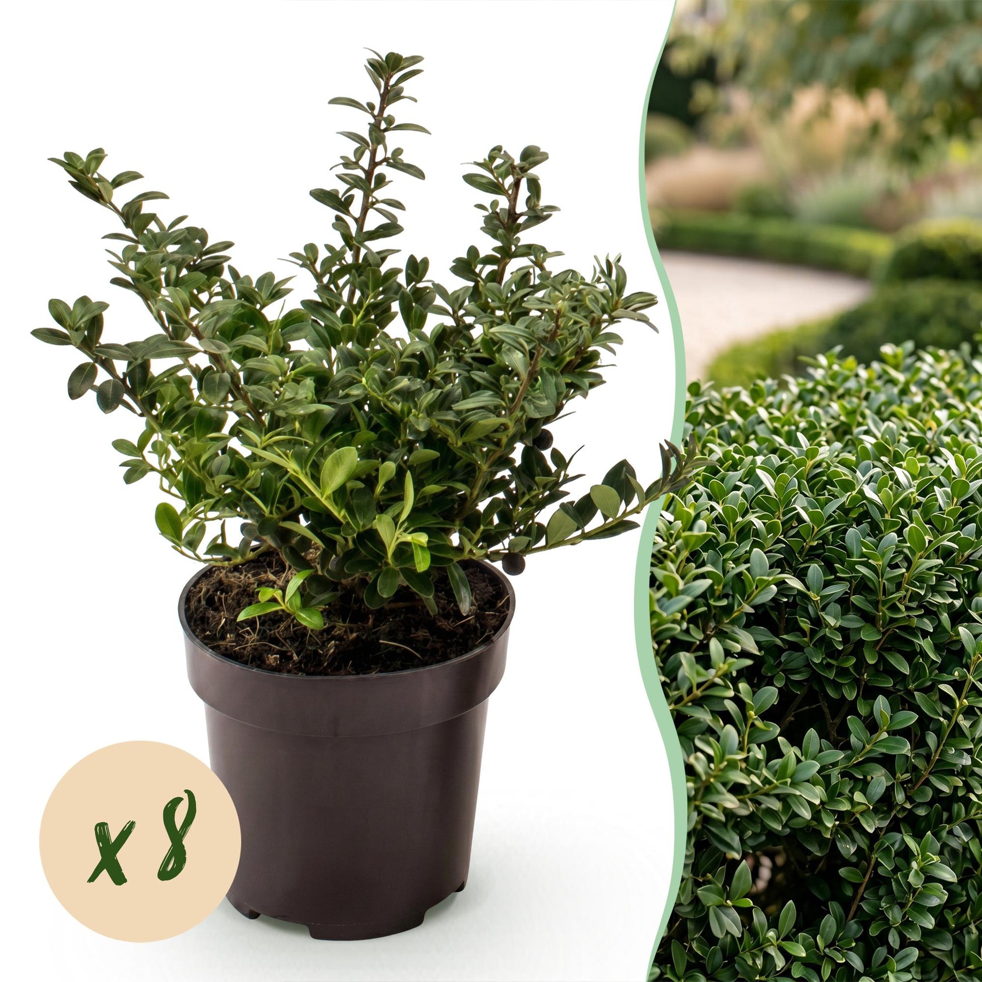 Ilex crenata Stokes en pot avec une pastille x8 à côté d'une haie dense et verte, idéale pour une plantation en lot.