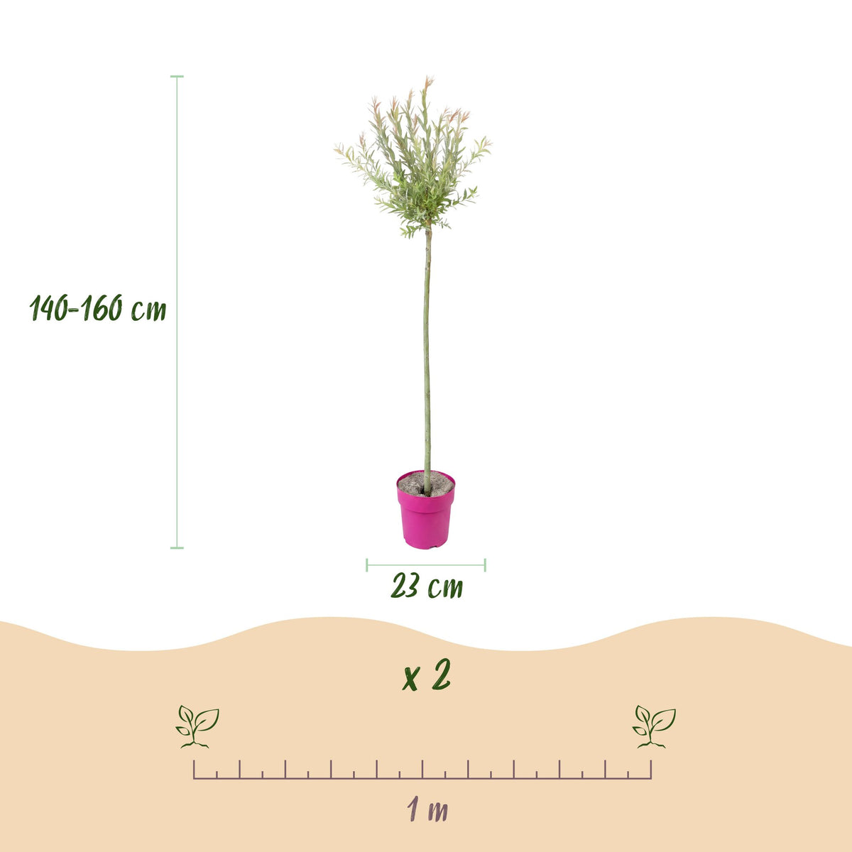 Dimensions Saule crevette 'Flamingo' en pot de 23 cm
