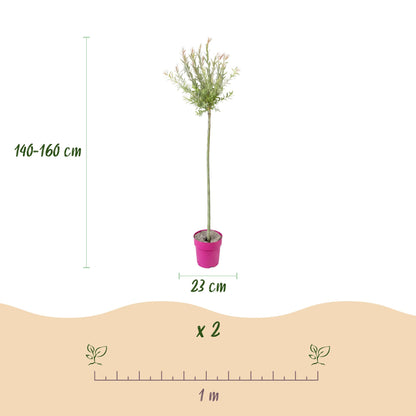 Dimensions Saule crevette 'Flamingo' en pot de 23 cm