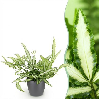 Plante d'intérieur - Pteris cretica Albolineata - Fougère ruban - Plante amicale pour les animaux - Vert - 1 Plante - avec Pot Gris - Pot 12cm - Hauteur 20cm