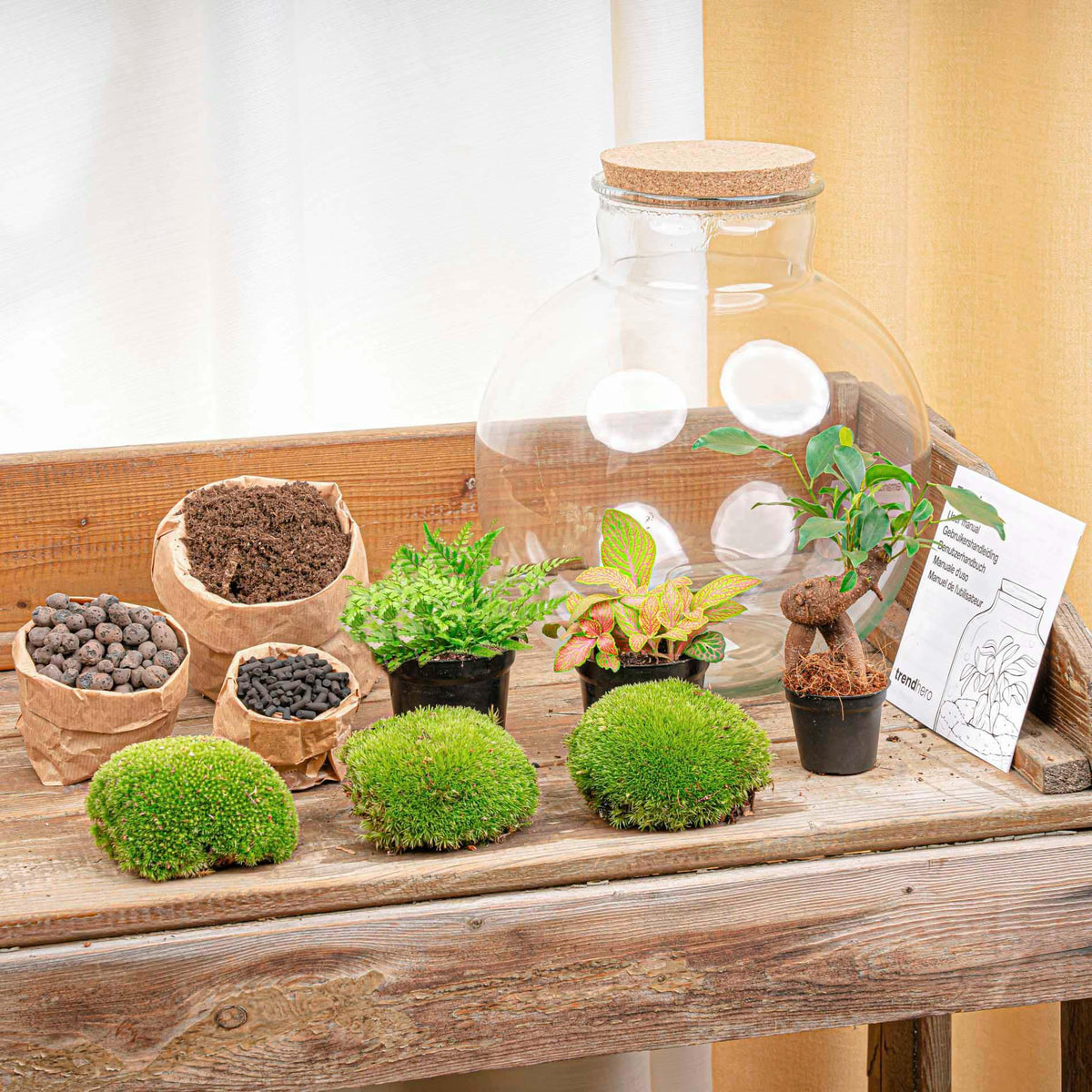 Grand kit terrarium bonsaï Ficus Ginseng et Fittonia, bocal Ø 31 cm, avec outils ou bouchon LED