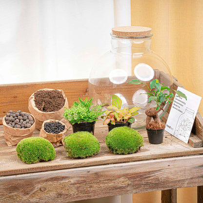 Grand kit terrarium bonsaï Ficus Ginseng et Fittonia, bocal Ø 31 cm, avec outils ou bouchon LED