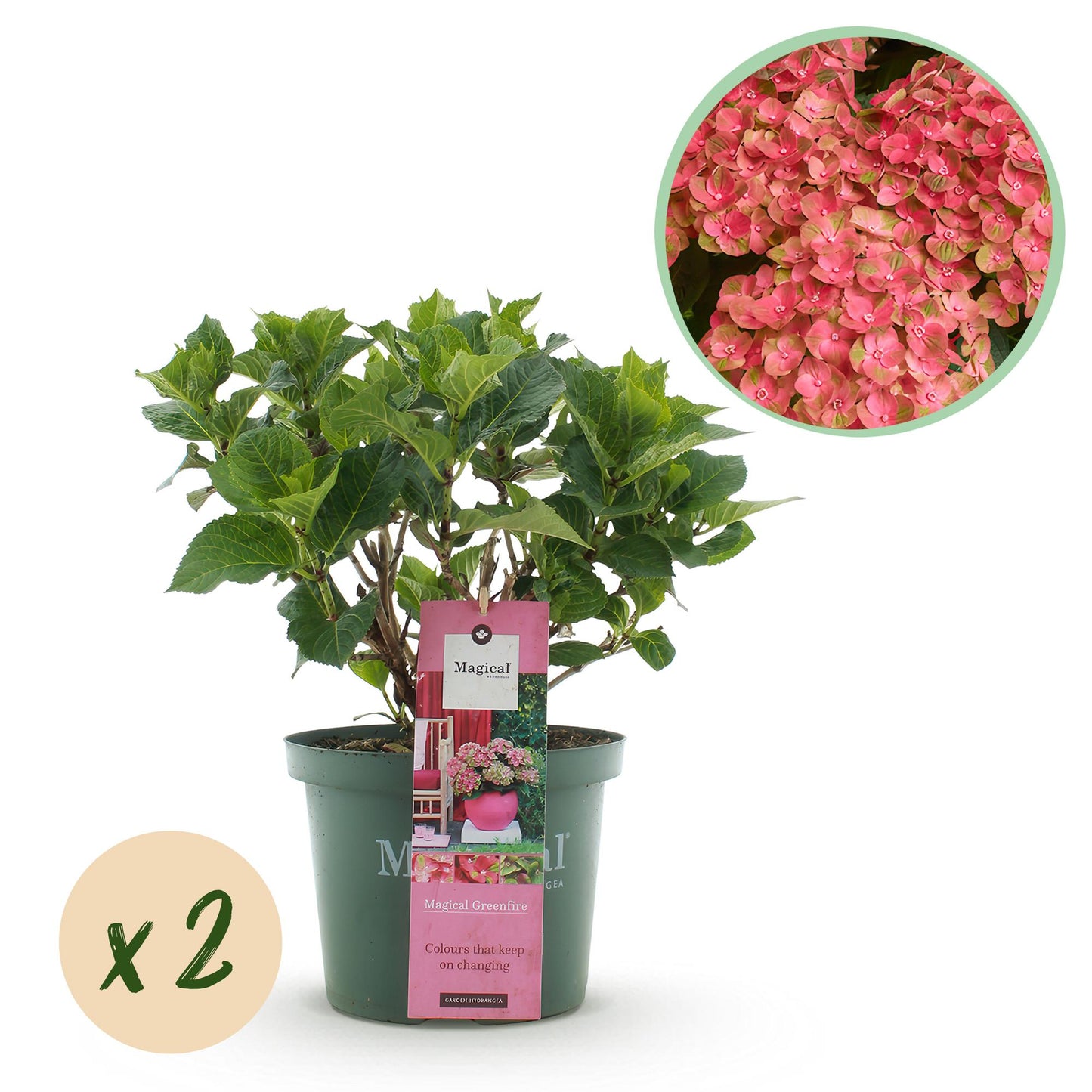 Hortensia Hydrangea Magical Green Fire en pot, avec pastille x2 et gros plan de ses fleurs roses et vertes changeantes.