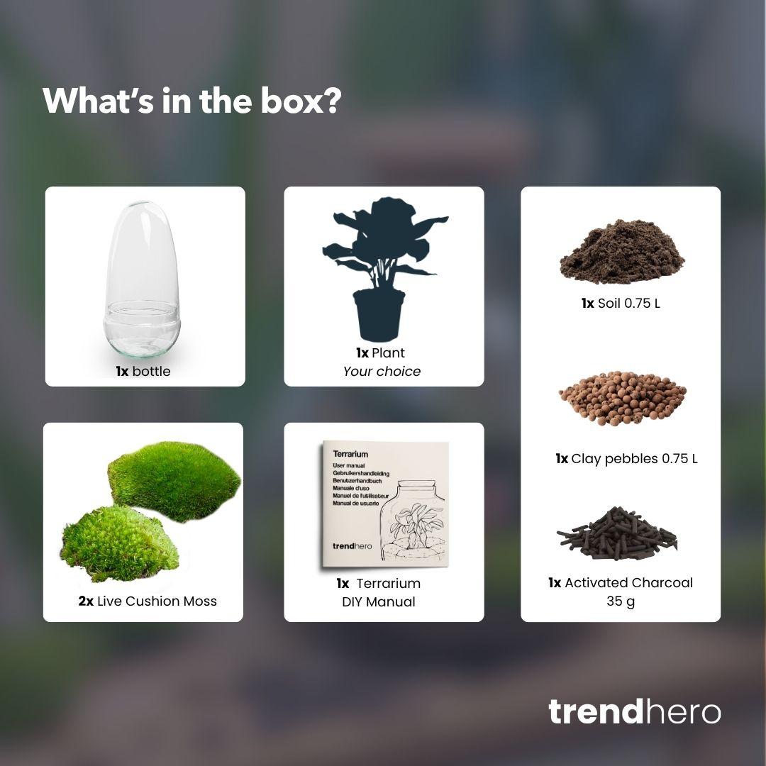 Kit terrarium en forme d'œuf avec caféier (Coffea arabica), bocal en verre hauteur 25 cm