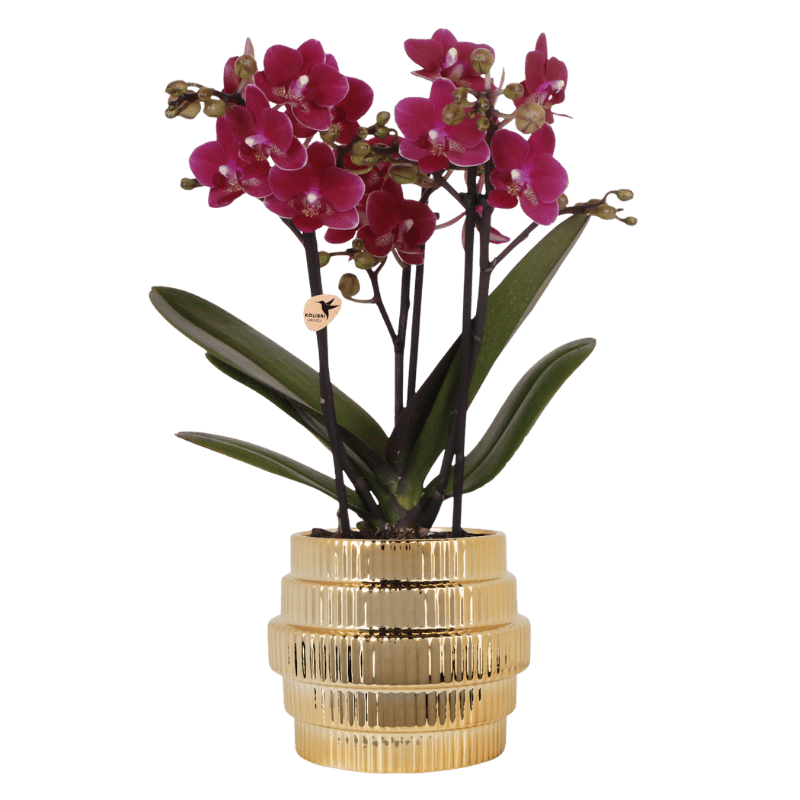 Orchidée Phalaenopsis 'Chamonix' violette avec cache-pot nervuré métallisé doré