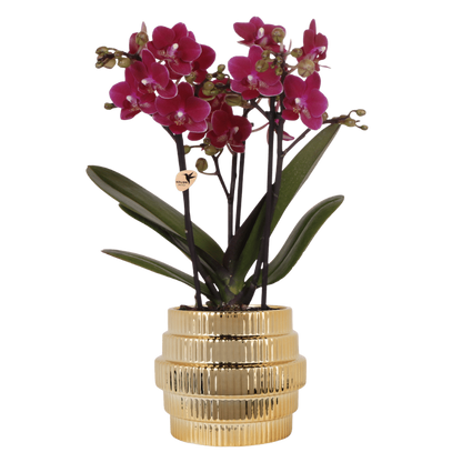 Orchidée Phalaenopsis 'Chamonix' violette avec cache-pot nervuré métallisé doré