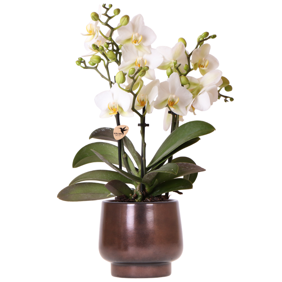 Orchidée Phalaenopsis blanche avec cache-pot Scandinave cuivré