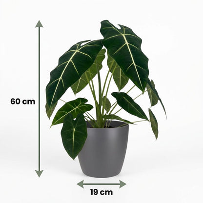 Plante d'intérieur - Oreille d'éléphant - Alocasia Frydek - Vert - Entretien facile - 1 Plante - avec Potter Gris - Pot 19cm - Hauteur 60cm