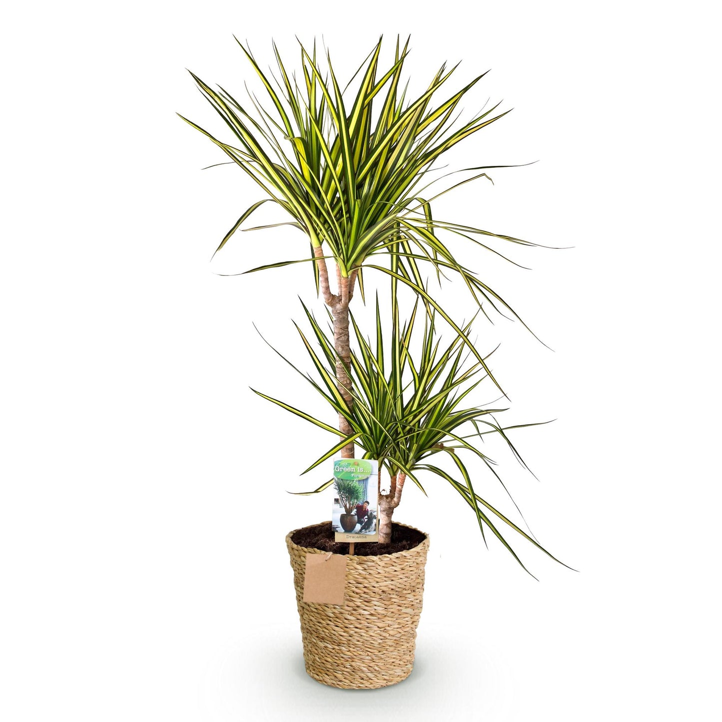 Plantes d'intérieur - Dracaena Sunray - Arbre à dragon - Peu d'entretien - avec panier - Vert - jaune - 1 Plante - Pot 21cm - Hauteur 90-100cm