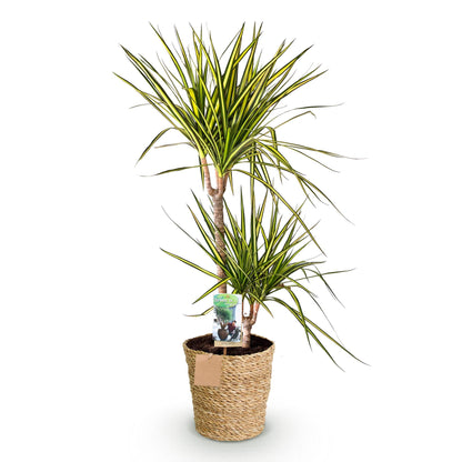 Plantes d'intérieur - Dracaena Sunray - Arbre à dragon - Peu d'entretien - avec panier - Vert - jaune - 1 Plante - Pot 21cm - Hauteur 90-100cm
