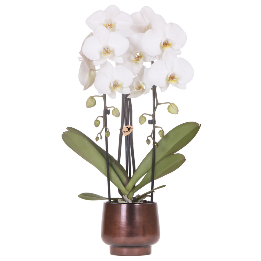 Orchidée Phalaenopsis blanche avec cache-pot Scandinave cuivré