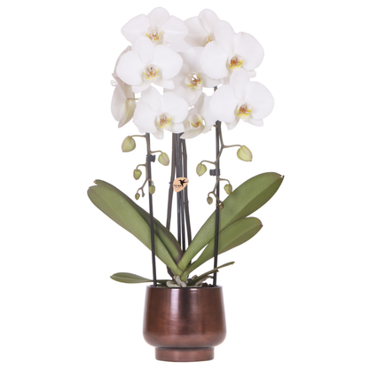 Orchidée Phalaenopsis blanche avec cache-pot Scandinave cuivré