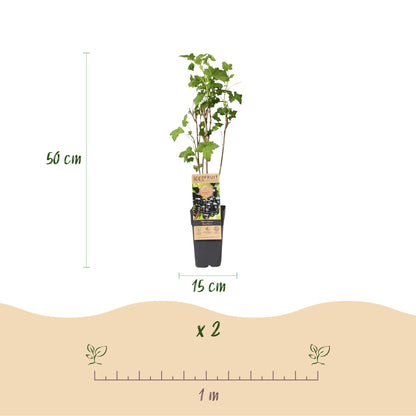 Cassissier Ben Nevis. Infographie montrant un plant de 50 cm de haut en pot de 15 cm, avec une règle de 1 mètre pour l'espacement et la quan