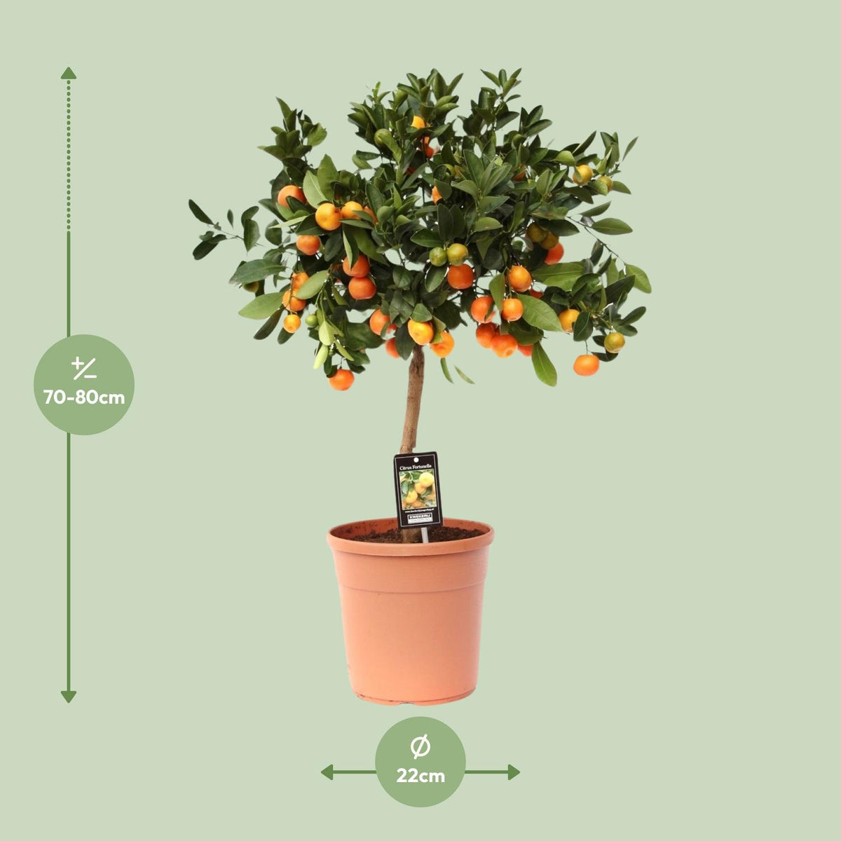 Dimensions du Calamondin livré : pot de 22 cm et hauteur de 80 cm